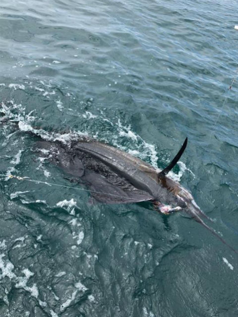 sailfishing in quepos