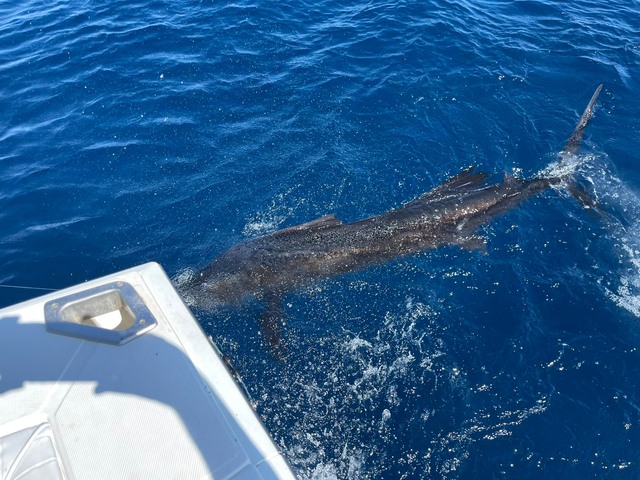 los suenos fishing